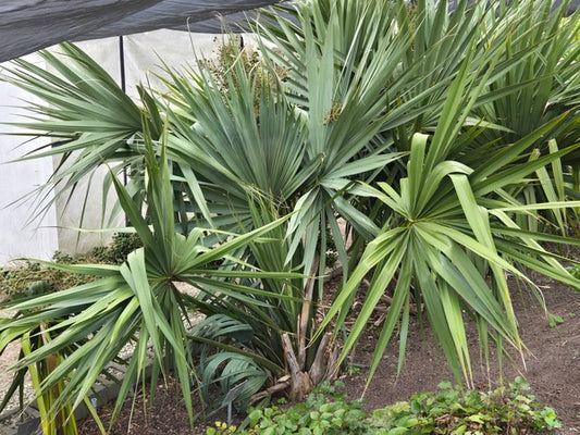 Image of Sabal tamaulipensis taken at Juniper Level Botanic Gdn, NC by JLBG