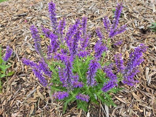 Image of Salvia 'Feathers Peacock' PP 33,993 taken at Juniper Level Botanic Gdn, NC by JLBG