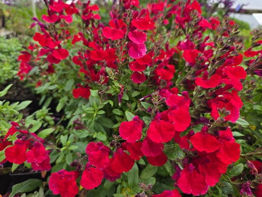 Image of Salvia 'Mirage Cherry Red' PP 28,527 taken at Juniper Level Botanic Gdn, NC by JLBG