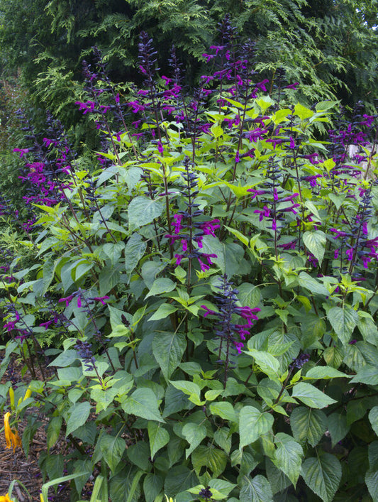 Image of Salvia 'Smokey Jazz' PP 33,224 taken at Juniper Level Botanic Garden, Raleigh NC by JLBG