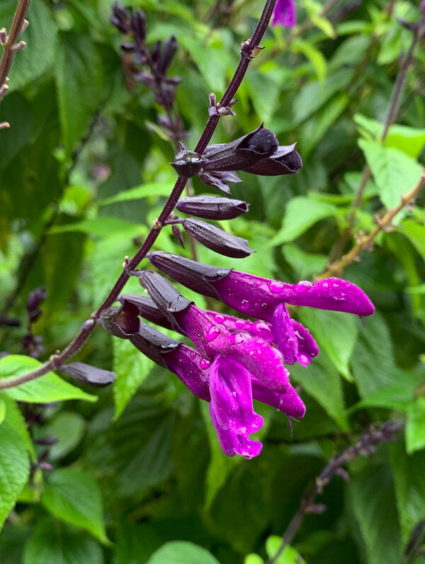 Image of Salvia 'Smokey Jazz' PP 33,224 taken at Juniper Level Botanic Garden, Raleigh NC by JLBG