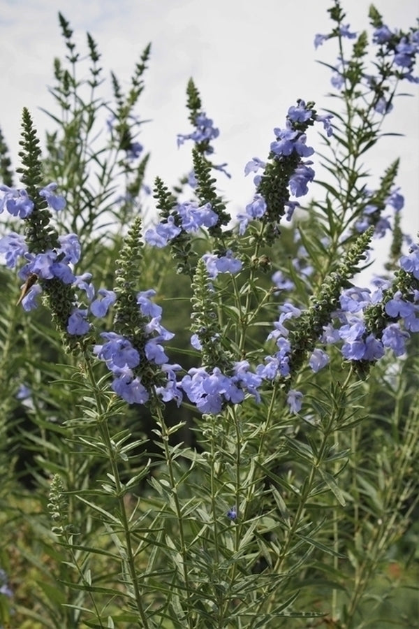 Image of Salvia azurea 'Little Boy Blue' taken at Juniper Level Botanic Gdn, NC by JLBG