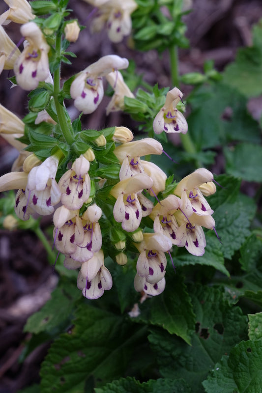 Image of Salvia glabrescens 'Elk Yellow & Purple' taken at Juniper Level Botanic Gdn, NC by JLBG