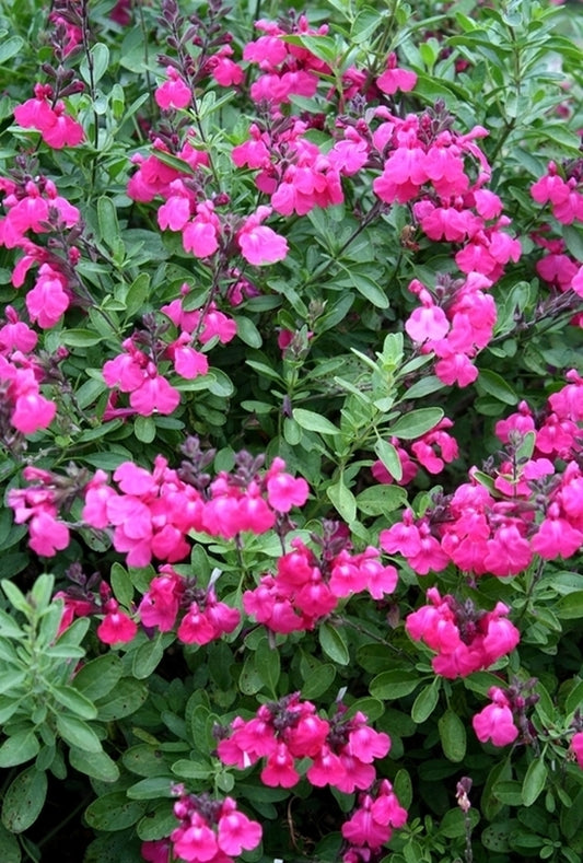 Image of Salvia greggii 'Big Pink' taken at Juniper Level Botanic Gdn, NC by JLBG