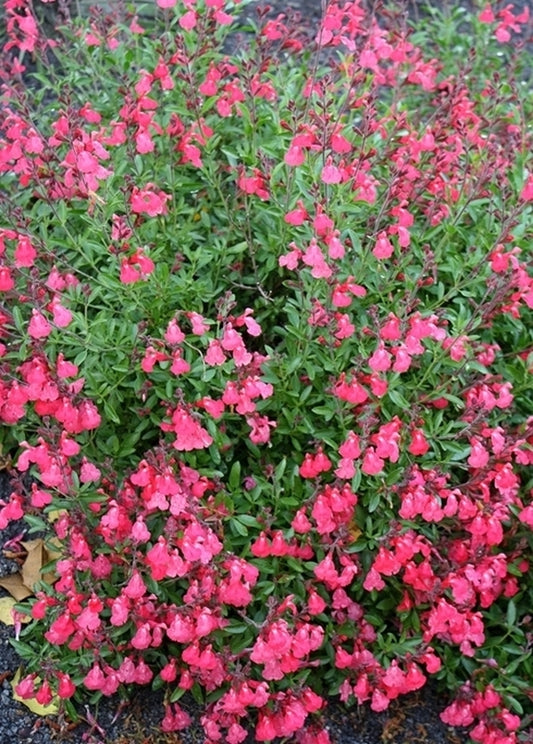Image of Salvia greggii 'Lipstick' taken at Juniper Level Botanic Gdn, NC by JLBG