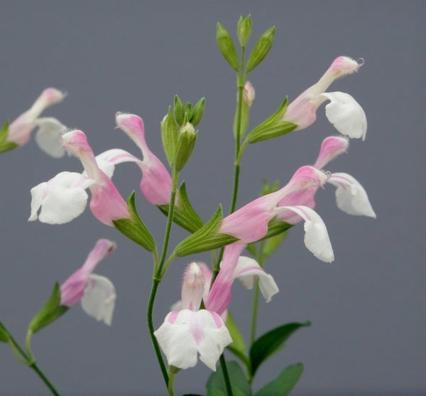 Image of Salvia greggii 'Teresa' taken at D. Steinbrunner Gdn, TX by D. Steinbrunner
