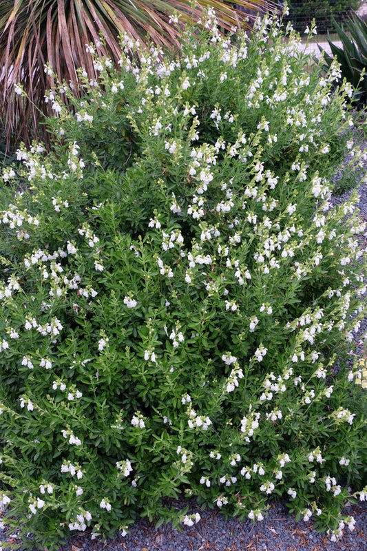 Image of Salvia greggii 'Texas Wedding' taken at Juniper Level Botanic Gdn, NC