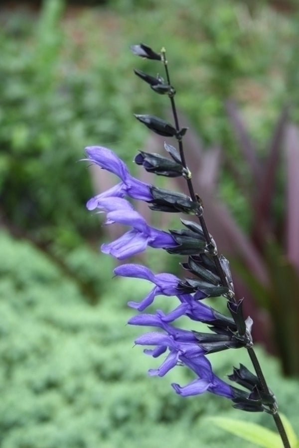 Image of Salvia guaranitica 'Black and Blue' taken at Juniper Level Botanic Gdn, NC by JLBG
