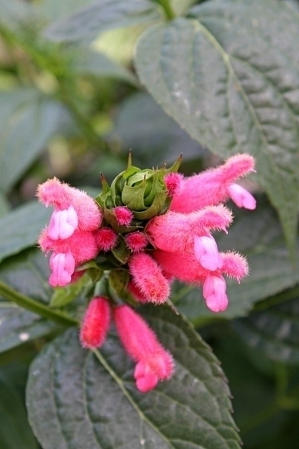Image of Salvia oxyphora taken at Juniper Level Botanic Gdn, NC by JLBG