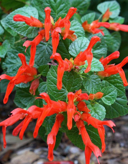 Image of Salvia regla 'Jame' taken at Juniper Level Botanic Gdn, NC by JLBG