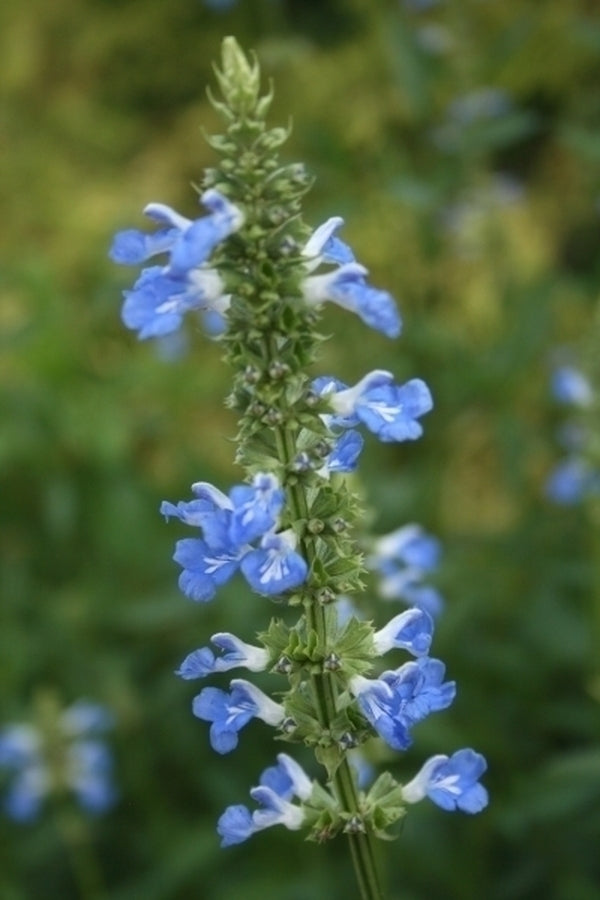 Image of Salvia uliginosa taken at Juniper Level Botanic Gdn, NC by JLBG