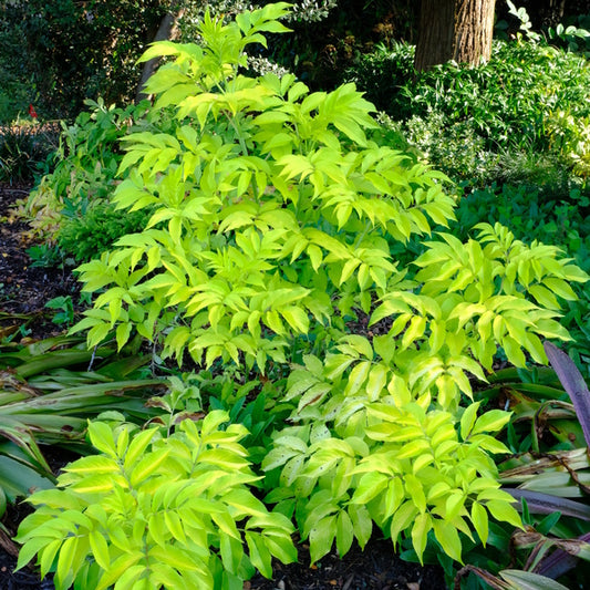 Image of Sambucus canadensis 'Blonde Envy' taken at Juniper Level Botanic Gdn, NC by JLBG