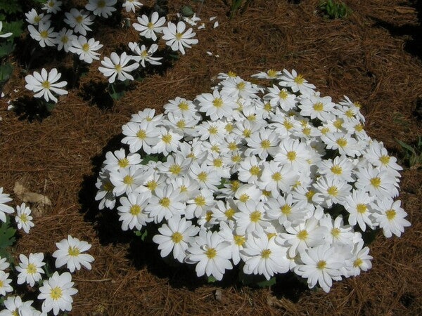 Image of Sanguinaria canadensis 'Snow Cone' by Joe Pye Weed Garden