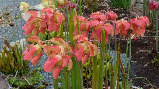 Image of Sarracenia 'Blood Orange' taken at Juniper Level Botanic Gdn, NC by JLBG