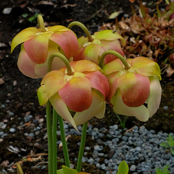 Image of Sarracenia 'Carolina Yellow Jacket' taken at Juniper Level Botanic Gdn, NC by JLBG