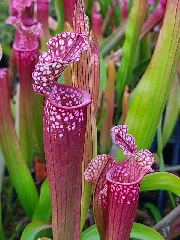 Image of Sarracenia 'Dutch Stevens' taken at Juniper Level Botanic Gdn, NC by JLBG