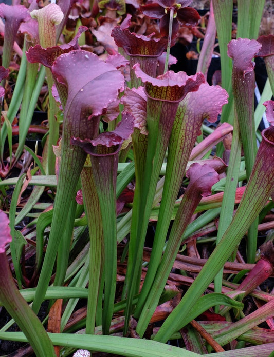 Image of Sarracenia 'Ritchie Bell' taken at Juniper Level Botanic Gdn, NC