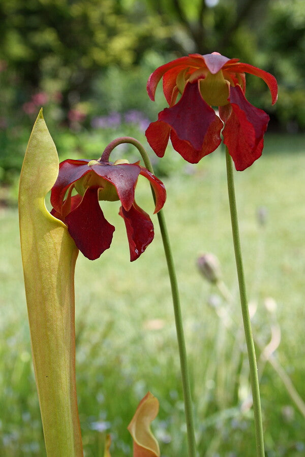 Image of Sarracenia alabamensis ABG Form (Not Outside NC) taken at Juniper Level Botanic Gdn, NC by JLBG