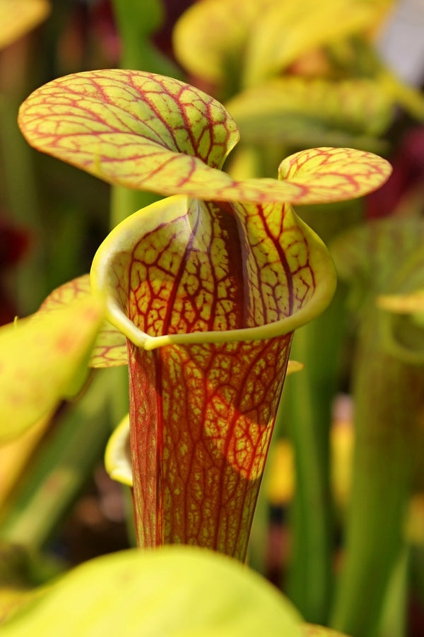 Image of Sarracenia flava 'Very Close Veins' taken at Juniper Level Botanic Gdn, NC by JLBG