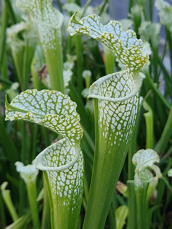 Image of Sarracenia leucophylla var. heterophylla 'Tea and Crumpets' taken at Juniper Level Botanic Gdn, NC by JLBG
