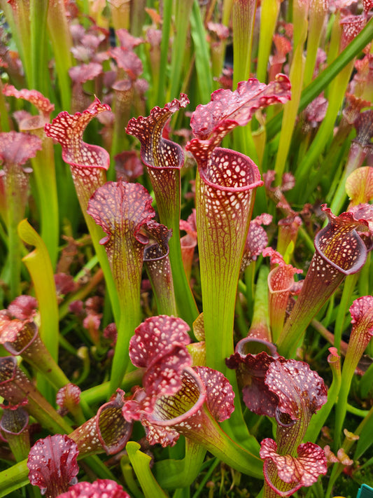 Image of Sarracenia x readii taken at Juniper Level Botanic Gdn, NC by JLBG