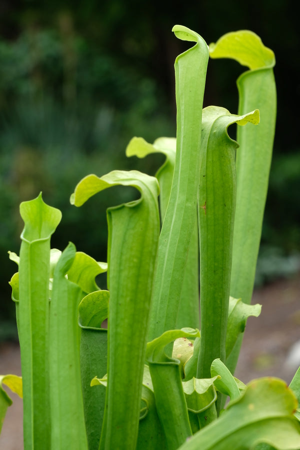 Image of Sarracenia rubra ssp. gulfensis 'AC Free' taken at Juniper Level Botanic Gdn, NC by JLBG