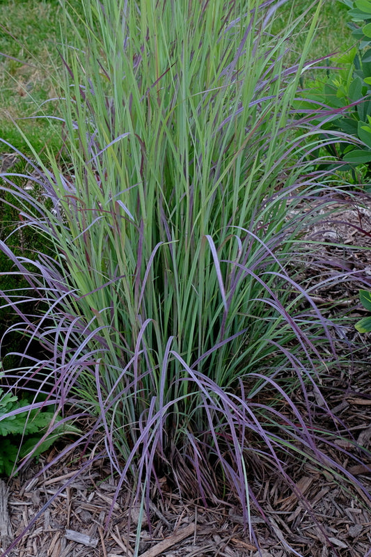 Image of Schizachyrium scoparium 'Twilight Zone' PP 27,432 taken at Juniper Level Botanic Gdn, NC by JLBG