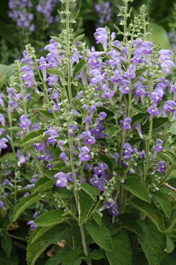 Image of Scutellaria ocmulgee taken at Juniper Level Botanic Gdn, NC by JLBG