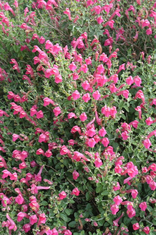 Image of Scutellaria suffrutescens 'Texas Rose' taken at Juniper Level Botanic Garden, Raleigh NC by JLBG