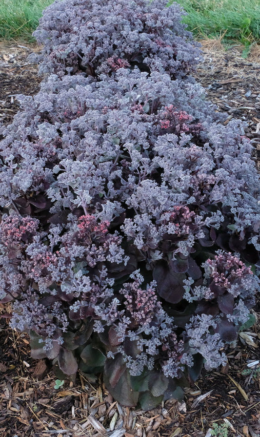 Image of Sedum 'Back in Black' PP 33,632 taken at Walters Gardens, MI by JLBG