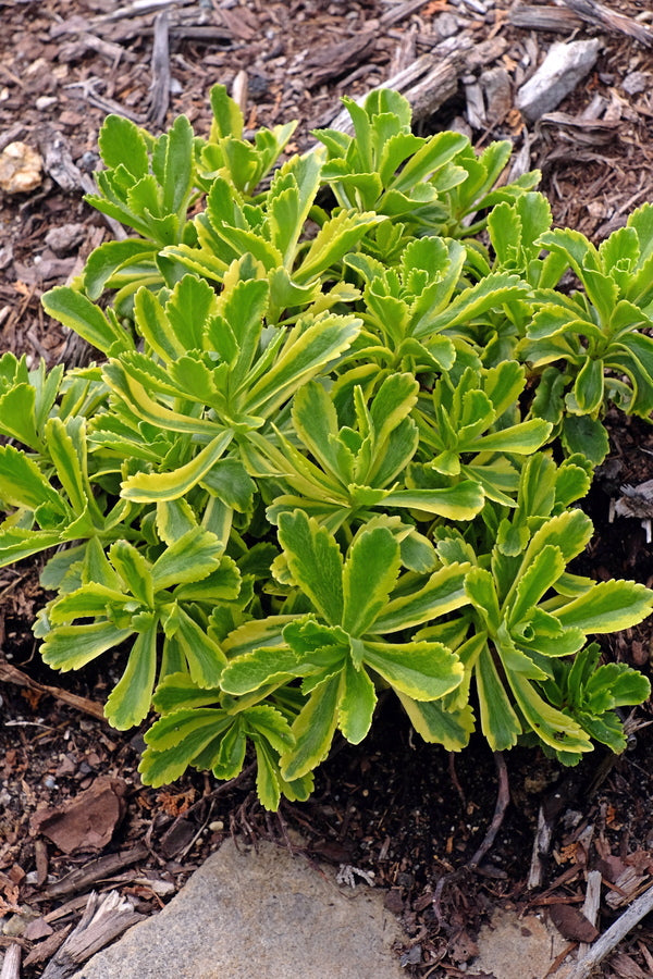 Image of Sedum ellacombeanum 'Cutting Edge' PP 28,926 taken at Juniper Level Botanic Gdn, NC by JLBG