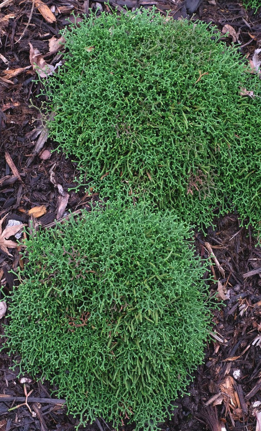 Image of Selaginella borealis taken at Juniper Level Botanic Gdn, NC by JLBG