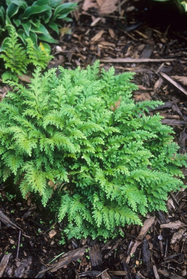Image of Selaginella moellendorffii taken at Juniper Level Botanic Gdn, NC by JLBG