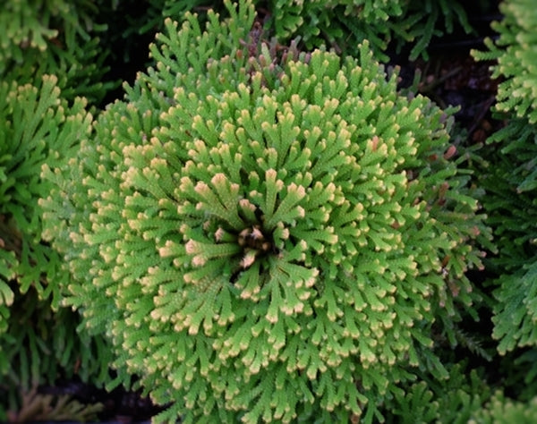 Image of Selaginella tamariscina 'Snow Top' taken at Juniper Level Botanic Gdn, NC by JLBG