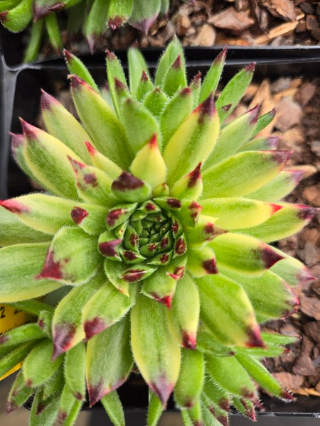 Image of Sempervivum 'Appleteaser' PPAF taken at Juniper Level Botanic Gdn, NC by JLBG