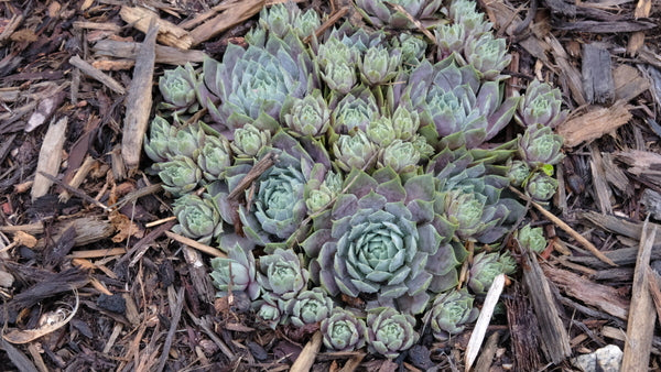 Image of Sempervivum 'Pacific Blue Ice' taken at Juniper Level Botanic Gdn, NC by JLBG