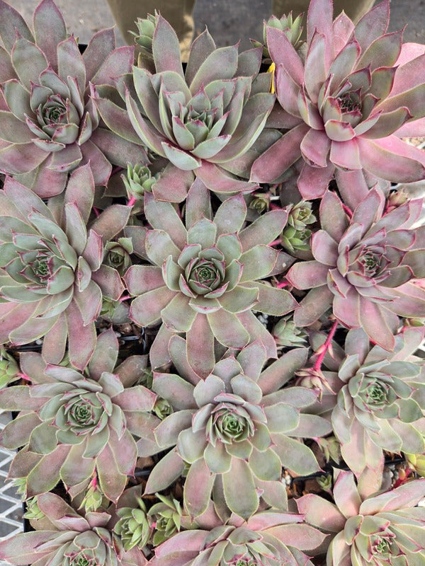 Image of Sempervivum 'Pink Sapphire' PPAF taken at Juniper Level Botanic Gdn, NC by JLBG