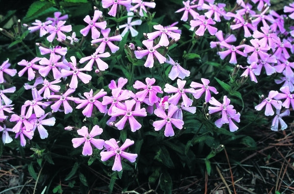 Image of Silene caroliniana 'Bubble Gum' taken at H. Hansen Gdn, MN by H. Hansen