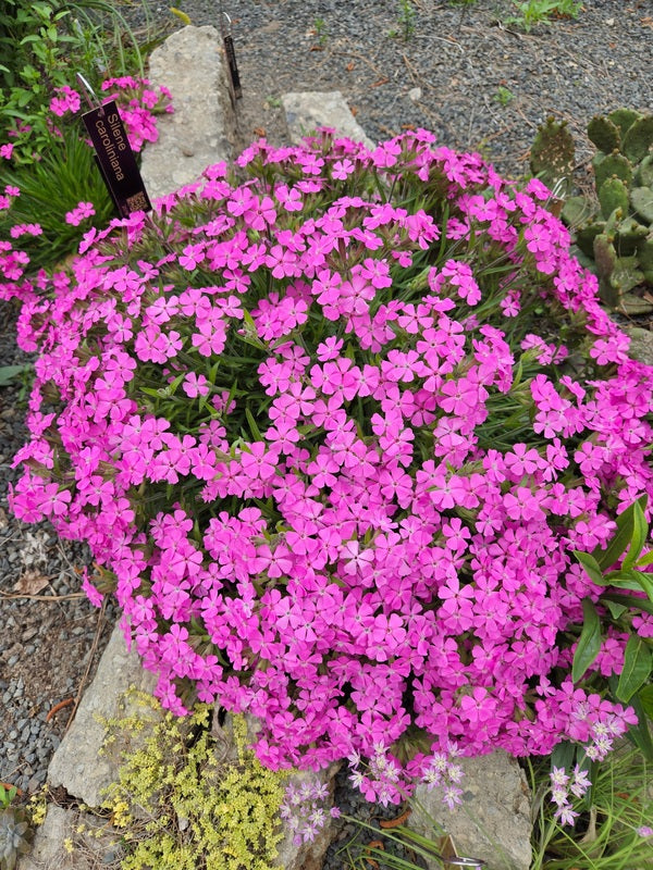 Image of Silene caroliniana 'Show Me' taken at Juniper Level Botanic Gdn, NC by JLBG