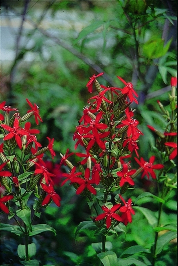 Image of Silene regia taken at Juniper Level Botanic Gdn, NC by JLBG