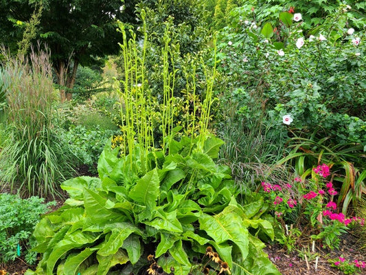 Image of Silphium terebinthinaceum 'Bain Relief' taken at Juniper Level Botanic Gdn, NC by JLBG