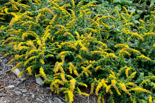 Image of Solidago sphacelata 'Golden Fleece' taken at Juniper Level Botanic Gdn, NC by JLBG