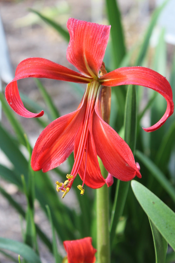 Image of Sprekelia formosissima 'Yucatan' taken at Juniper Level Botanic Gdn, NC by JLBG