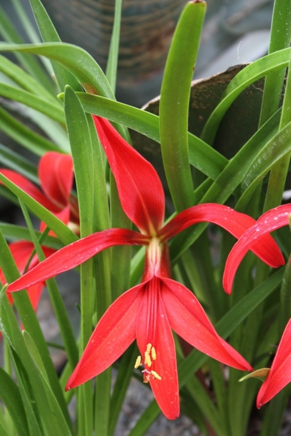 Image of Sprekelia formosissima taken at Juniper Level Botanic Gdn, NC by JLBG