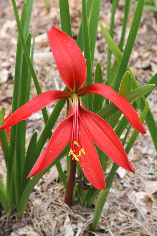 Image of Sprekelia formosissima taken at Juniper Level Botanic Garden, Raleigh NC by JLBG