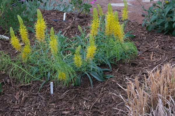 Image of Stanleya pinnata taken at Juniper Level Botanic Gdn, NC by JLBG