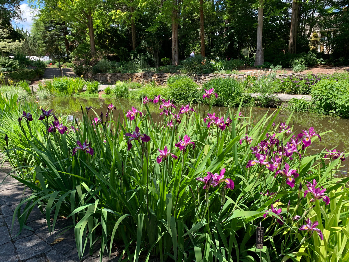 Rare iris varieties in bloom around rain water fed koi pond