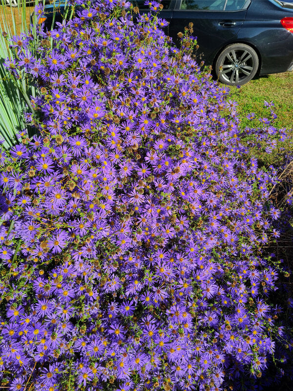 Image of Symphyotrichum grandiflorum 'Biscoe Belle' taken at Juniper Level Botanic Gdn, NC by JLBG