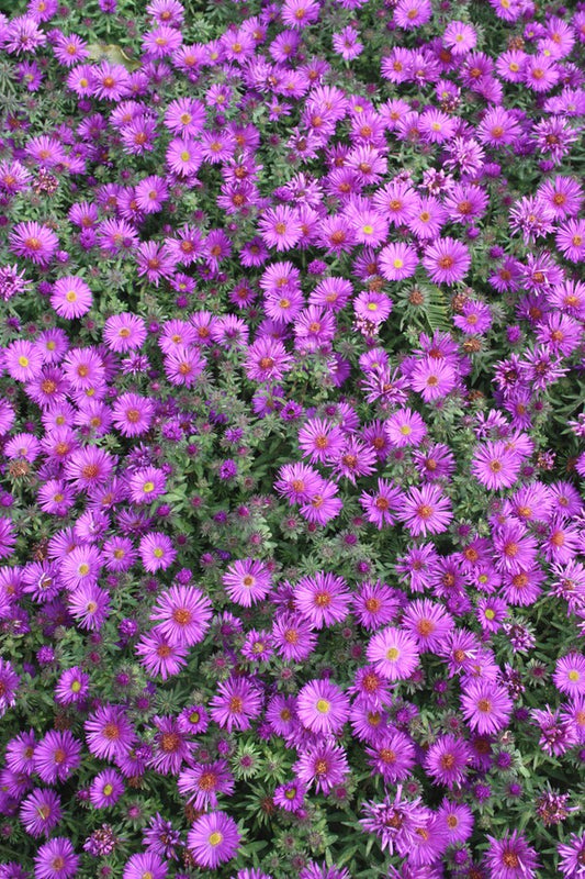 Image of Symphyotrichum novae-angliae 'Purple Dome' taken at Missouri Botanic Gdn, MO