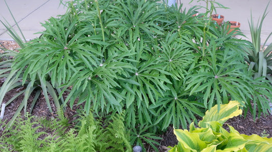 Image of Syneilesis x hybrida taken at Juniper Level Botanic Gdn, NC by JLBG
